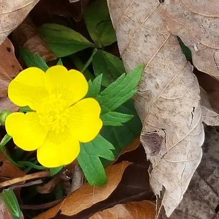 Hampel 3* Schmallenberg