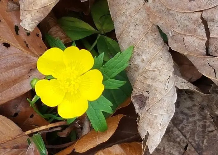 汉佩尔膳食公寓旅馆 3* 施马伦贝格